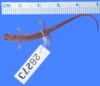 Media type: image; Herpetology A-28273